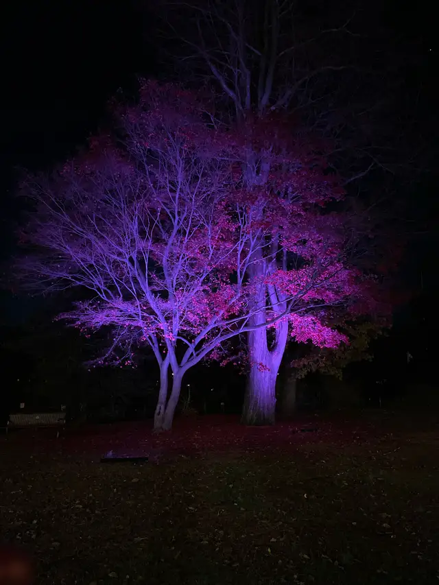 Tree wrapped in color-changing RGB lighting