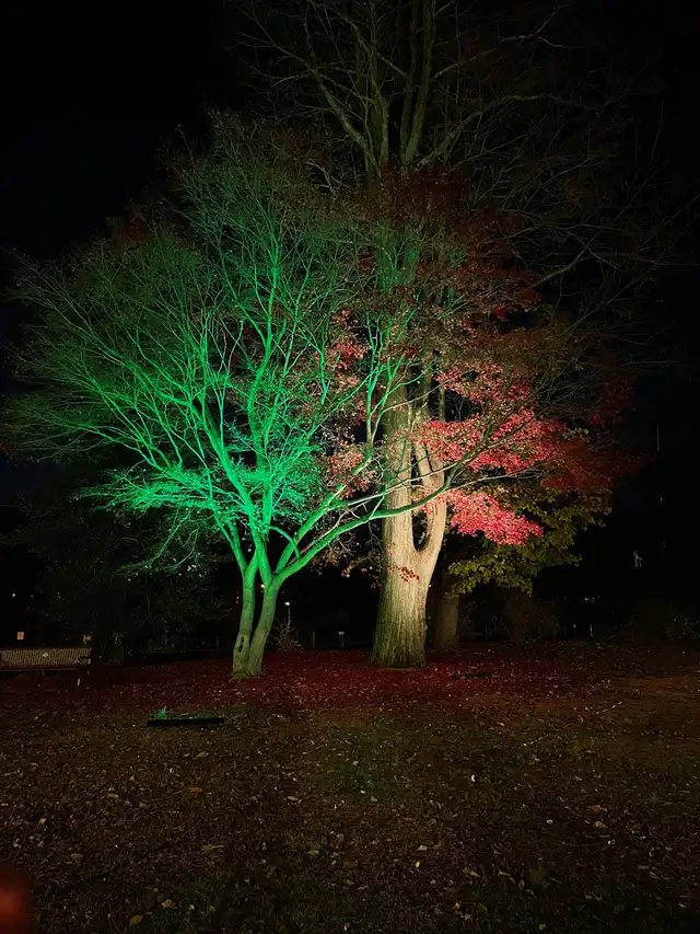 Landscape tree lighting detail at night